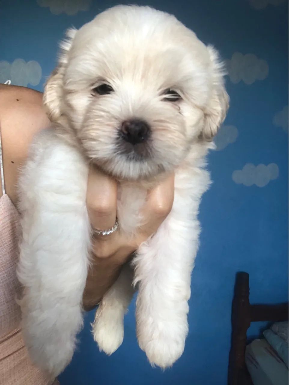 Filhote de Shih tzu Fêmea. - Foto 2