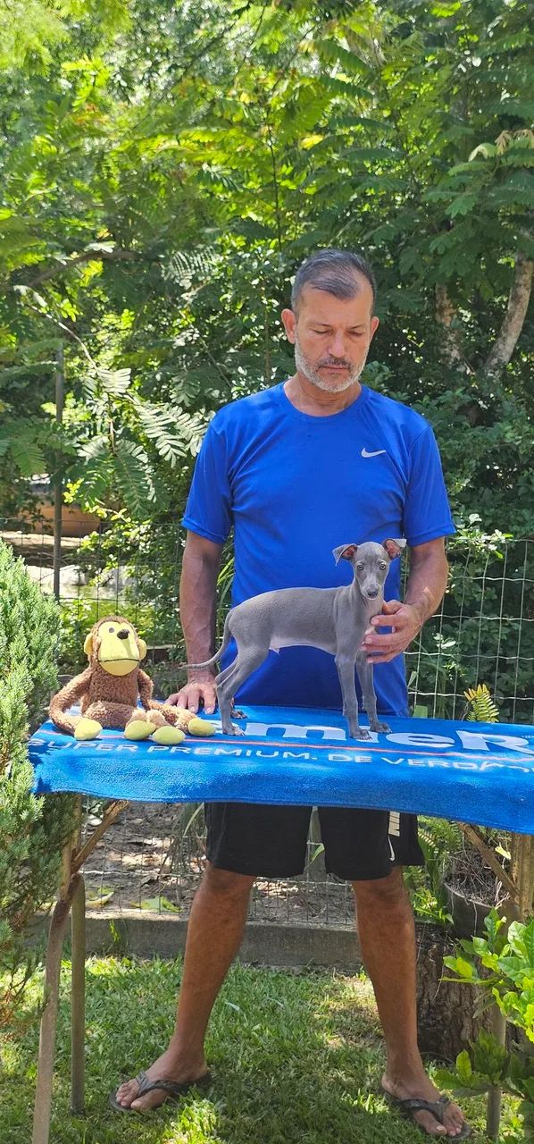 Galgo italiano macho oportunidade  - Foto 3