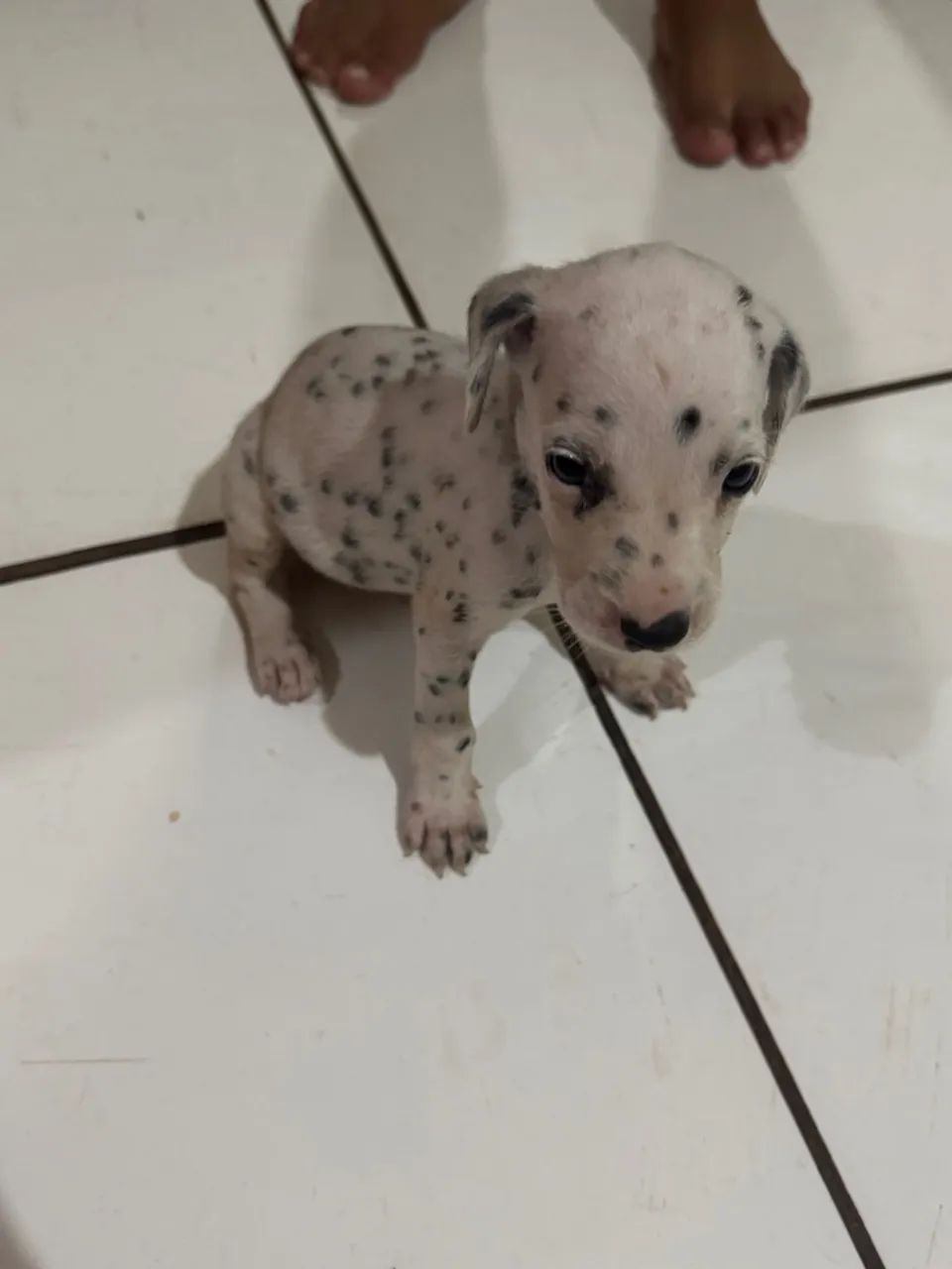 Dálmatas disponível  - Foto 2