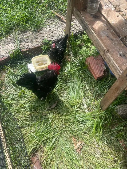 Pintinhos Belgian mottled ( poucas unidades)  - Foto 2