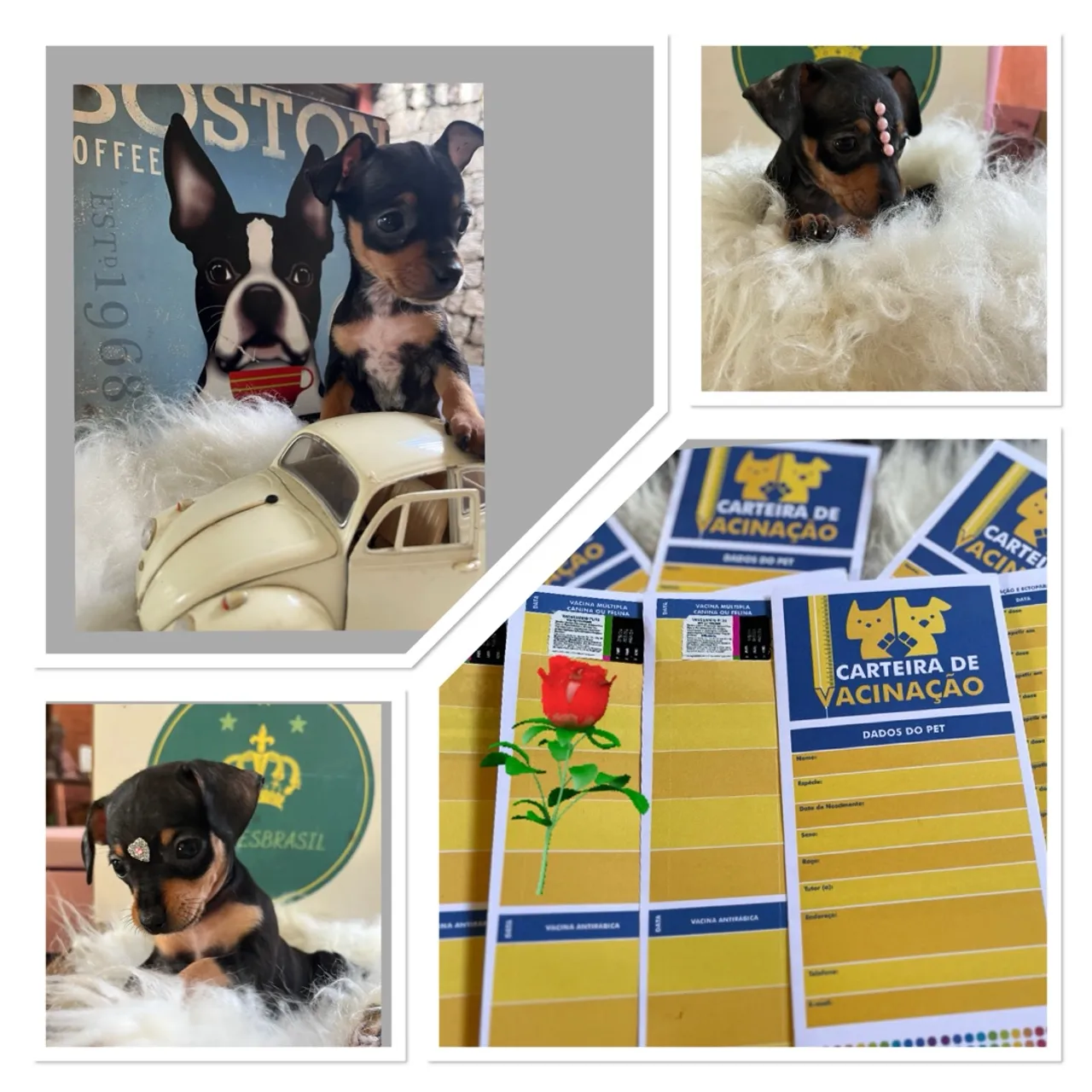 Filhotes de Pinscher disponível para venda!