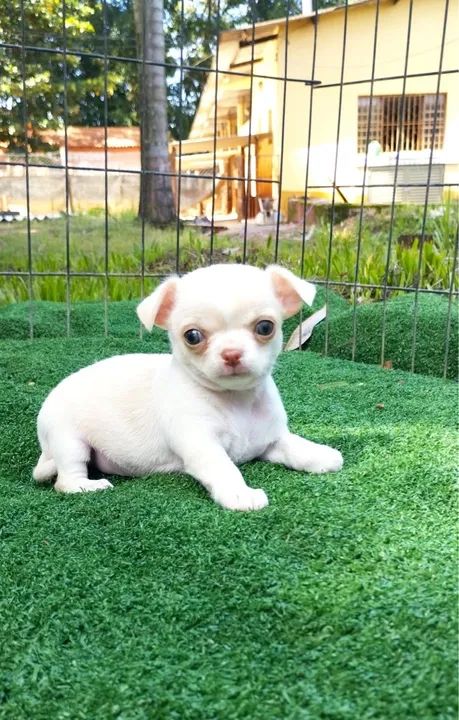 Chihuahua mini