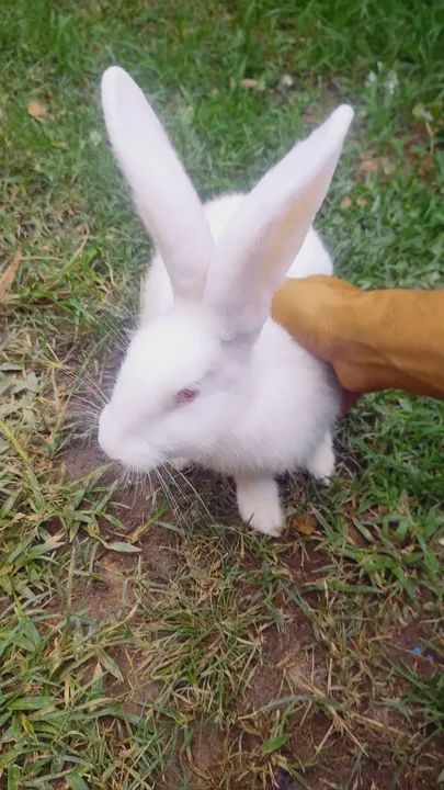 Coelhos Coelho gigantes de flandes  - Foto 2