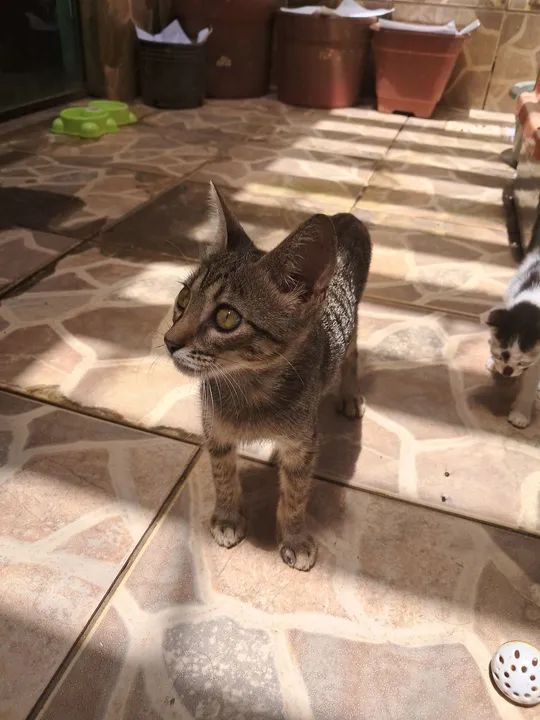 Gatinho dócil e carinhoso para adoção - Foto 3