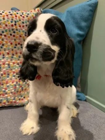 Cocker Spaniel dourado com pedigree