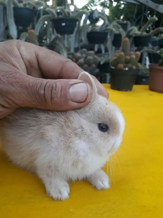 Coelho anão importado Netherland dwarf  - Foto 2