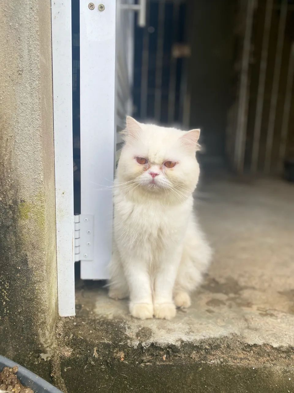 Venda de Macho Persa Adulto