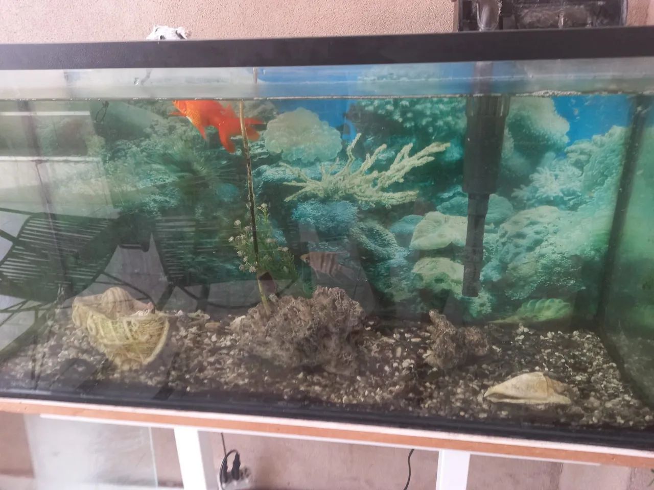 Aquarium with accessory 64319325201026120