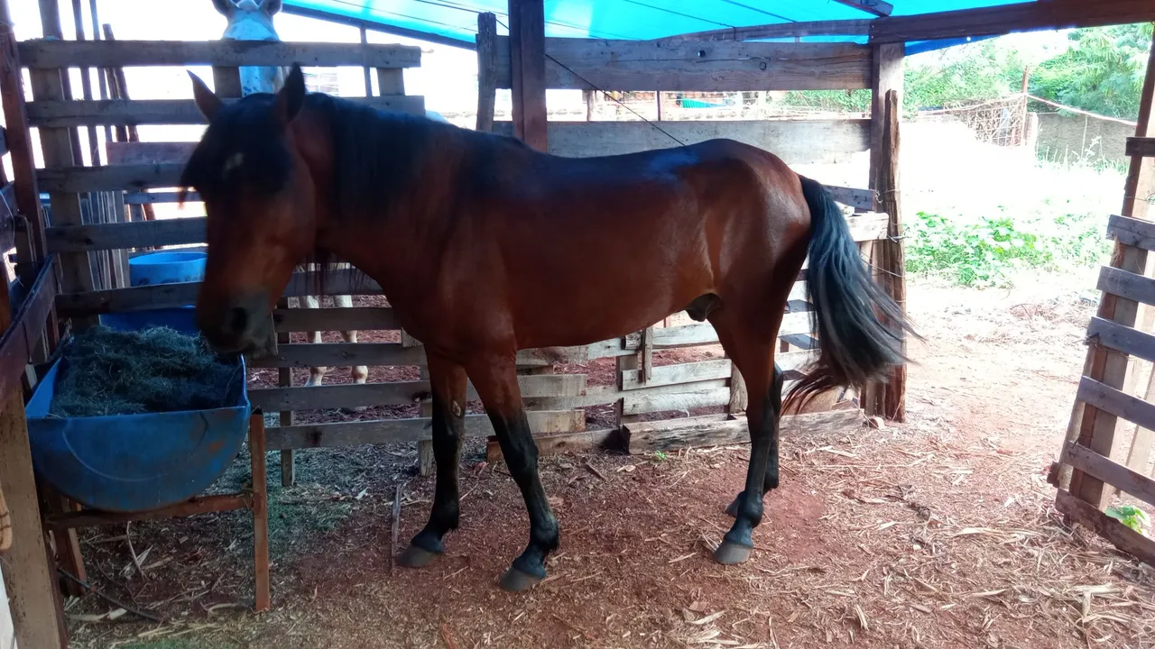 Cavalo manga larga mineiro