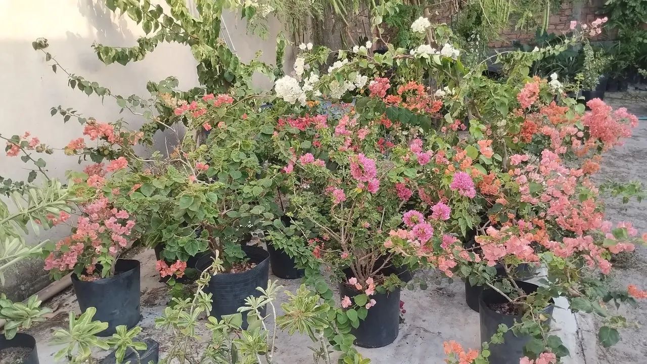 Venda bugavilles grande e pequeno  - Foto 2