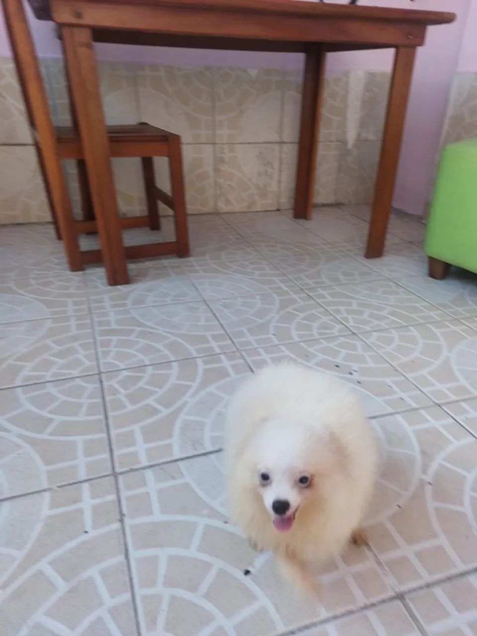 Filhote de Spitz Alemão - Foto 4
