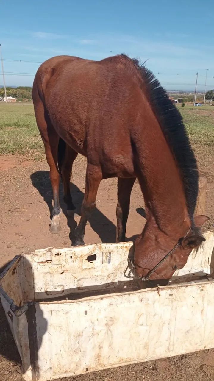 Polda 1ano e 6 meses - Animais para agropecuária - Recanto das Emas ...