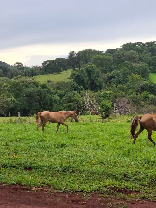 Egua e potra - Foto 5