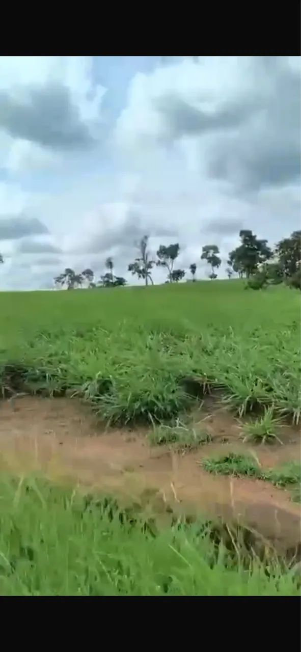 Faz Plantando 9 anos beira do asfalto 