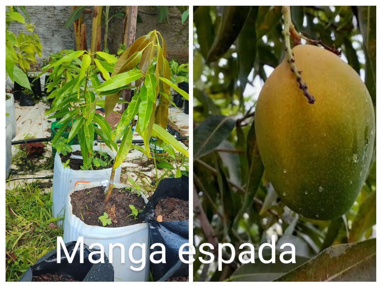 Mudinhas de tomate cereja para cultivar em casa! - Foto 2
