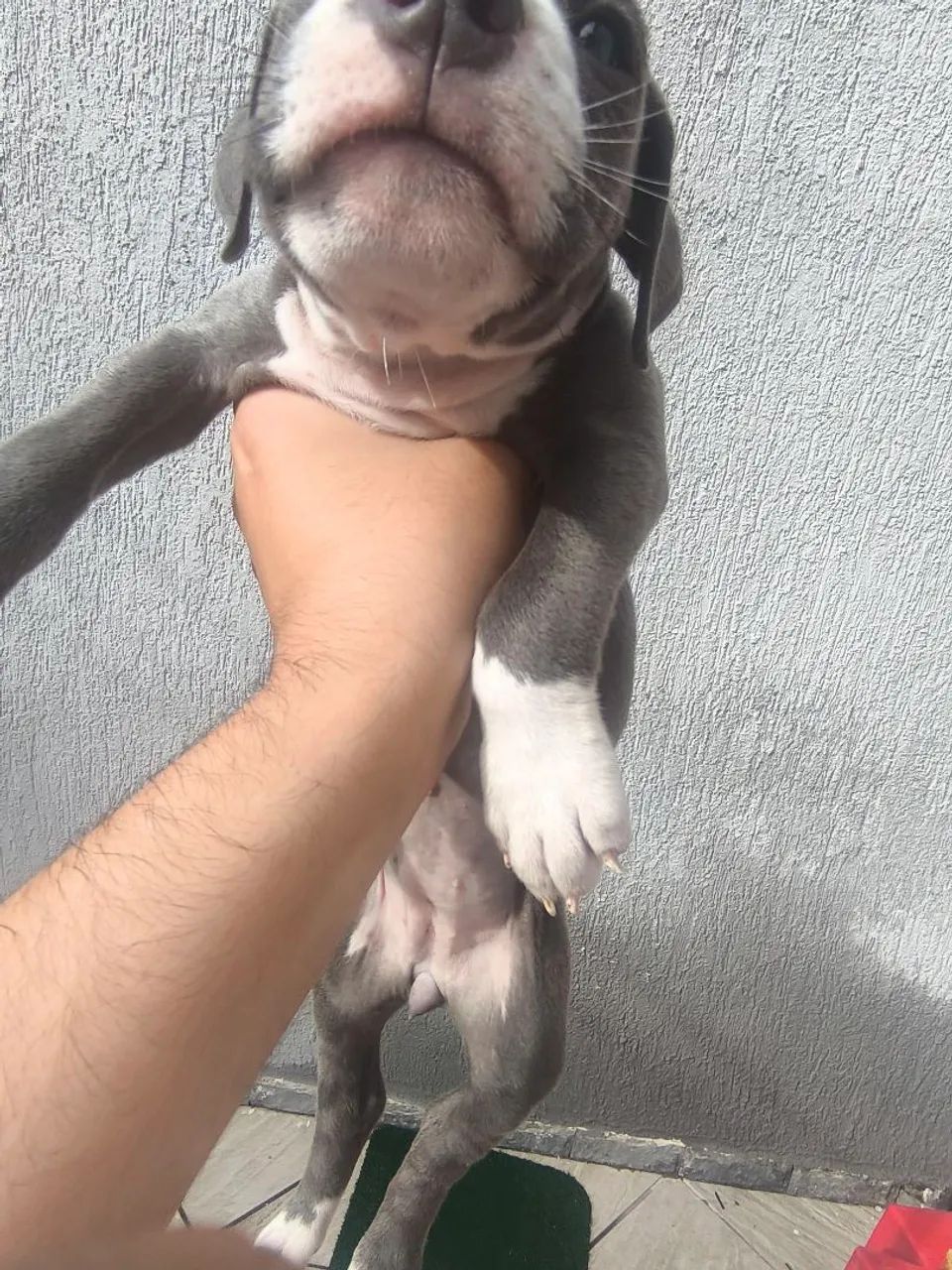Filhote de American bully blue