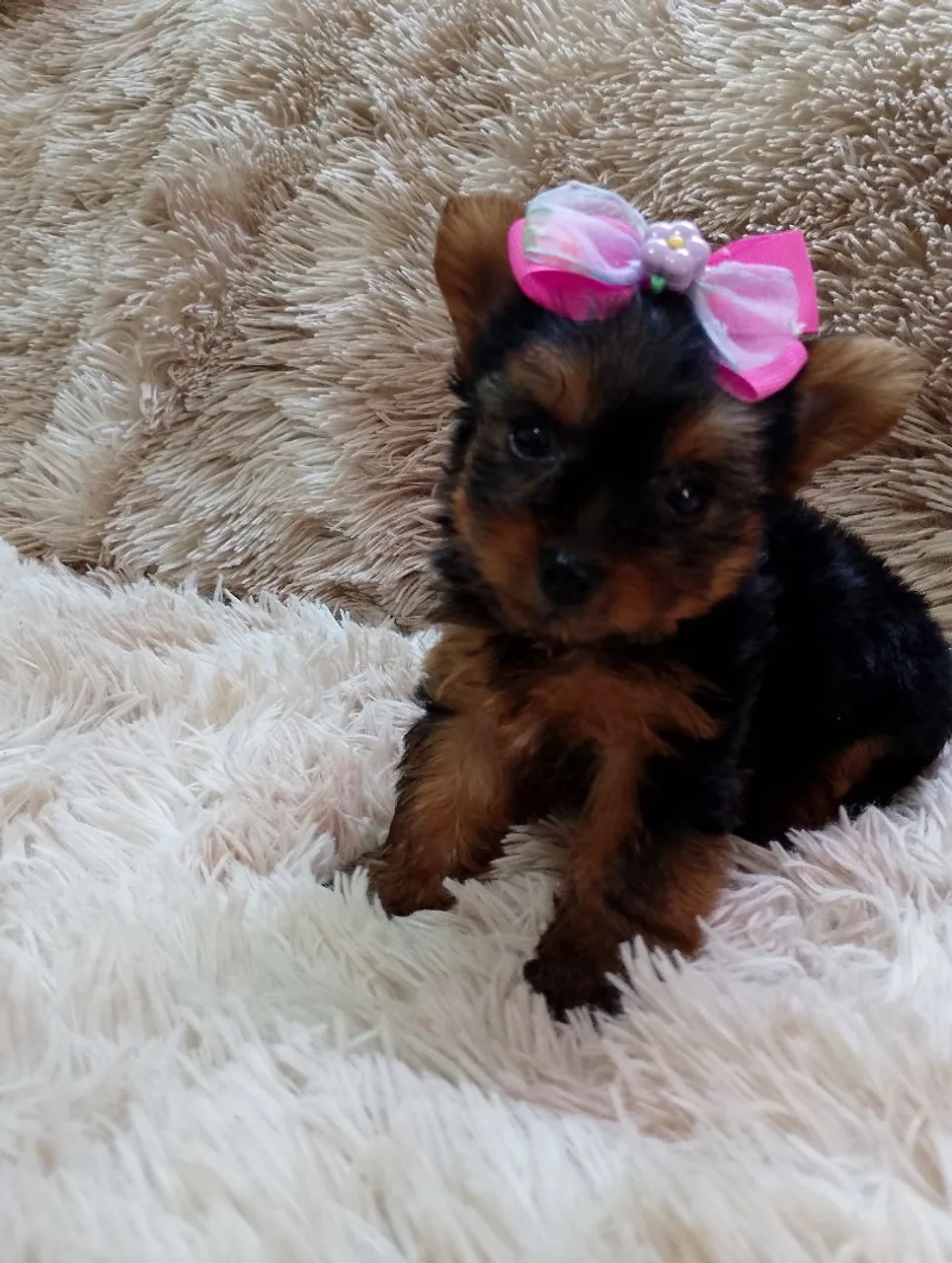 Filhote Yorkshire Terrier fêmea
