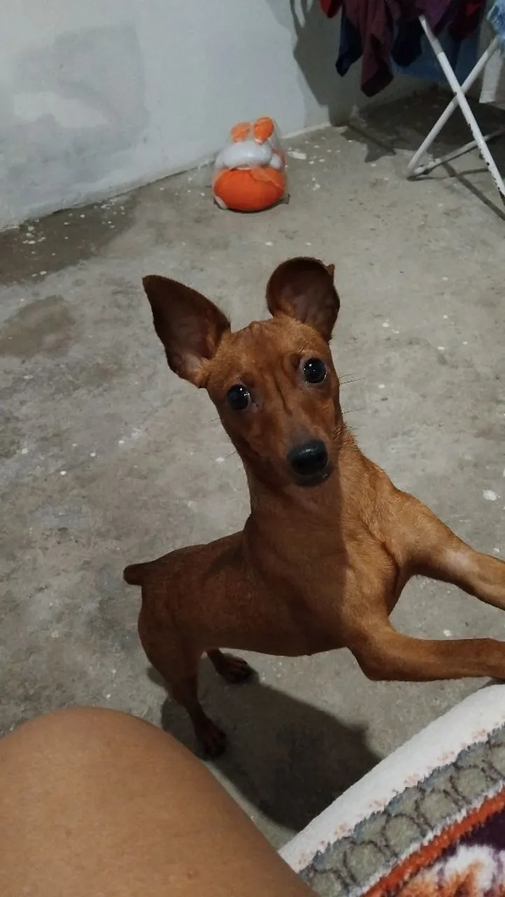 Pinscher Miniatura - Filhote Disponível!