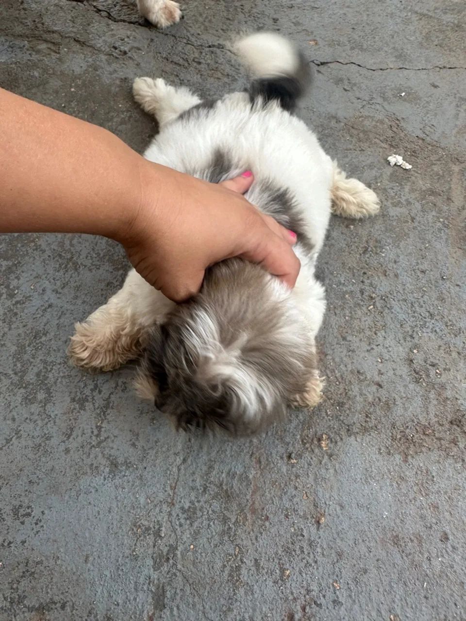 Filhotes Shih Tzu Macho - Foto 3