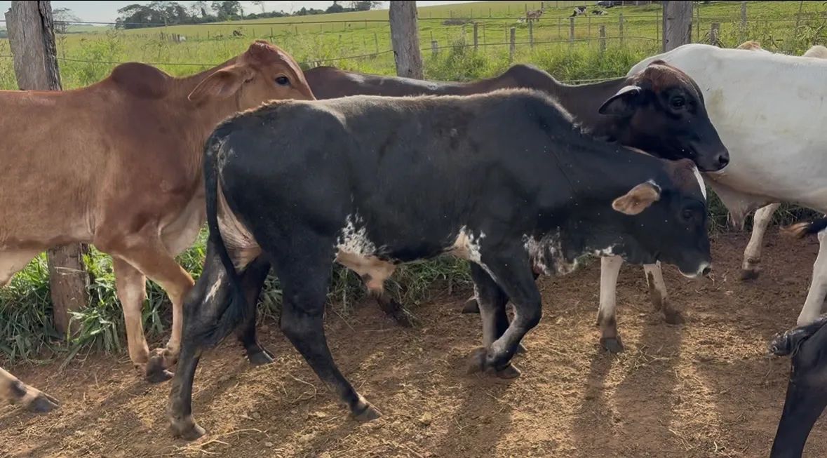 11 garrote bao nelore e anelorado - Foto 4