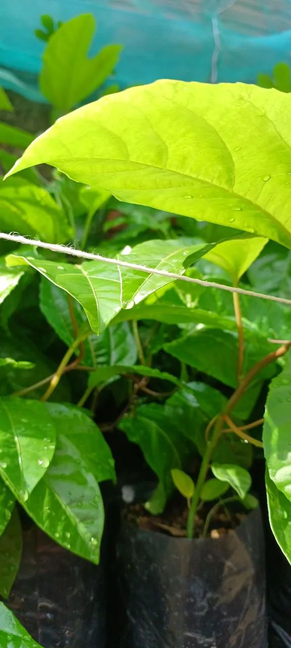 Mudas de Maracujá