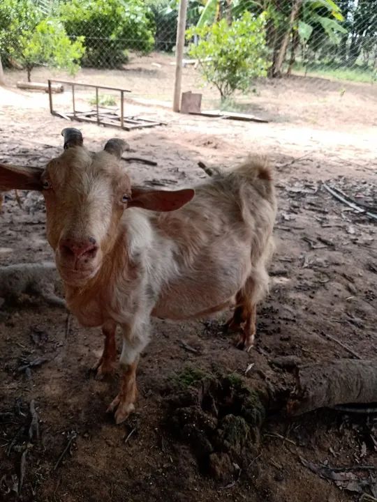 Cabra com casal de cabritinhos para venda! - Foto 2