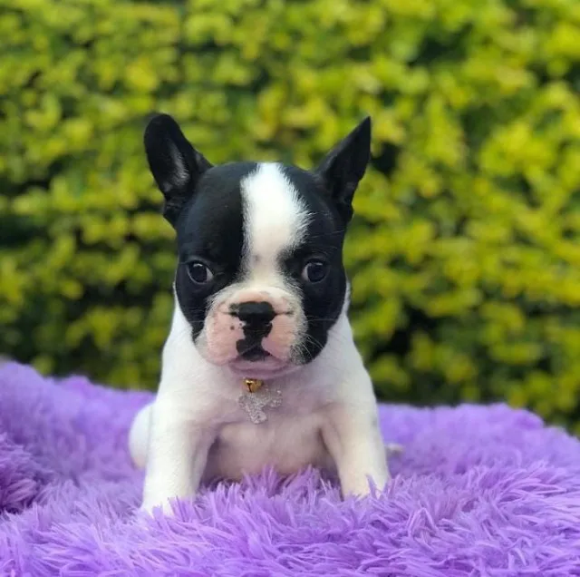 Bulldog francês. um lindo membro pra sua família.