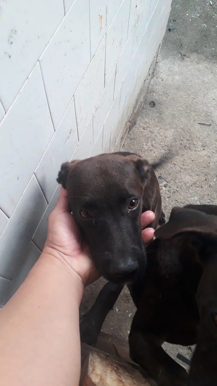 Filhote de cachorro marrom escuropara adoção com 5 meses