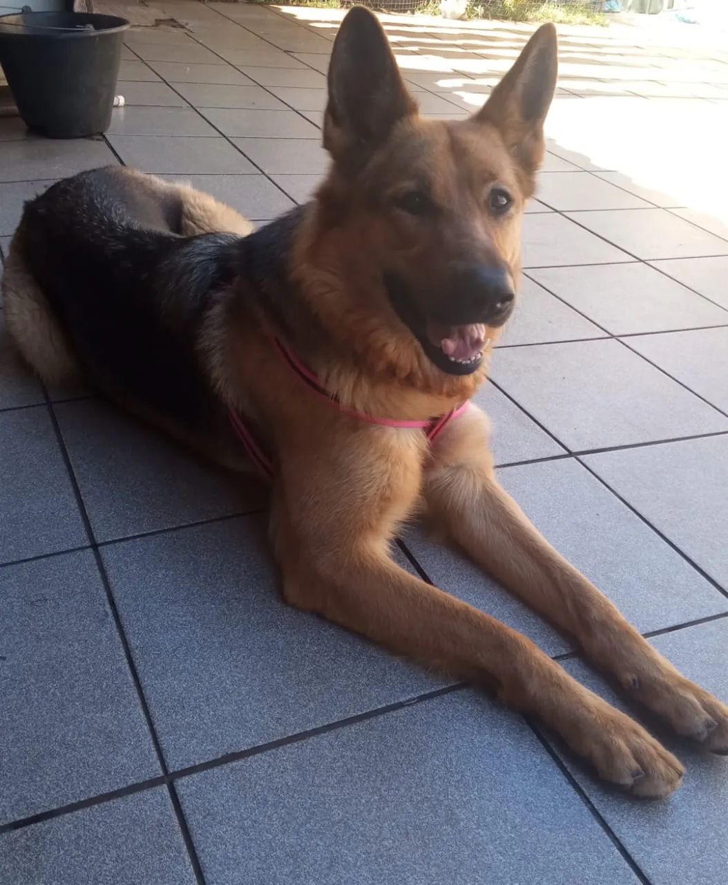 Cachorro