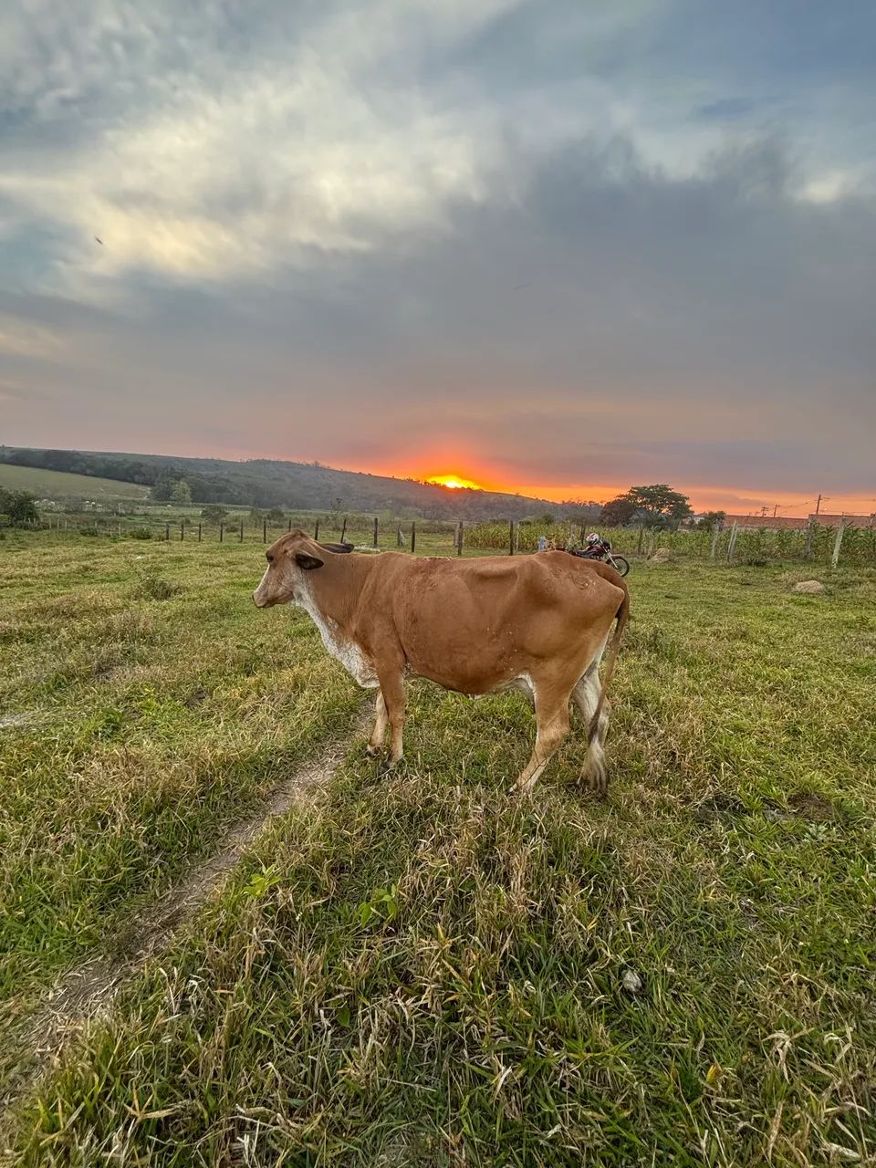 Vaca e duas Bezzeras ! - Foto 4