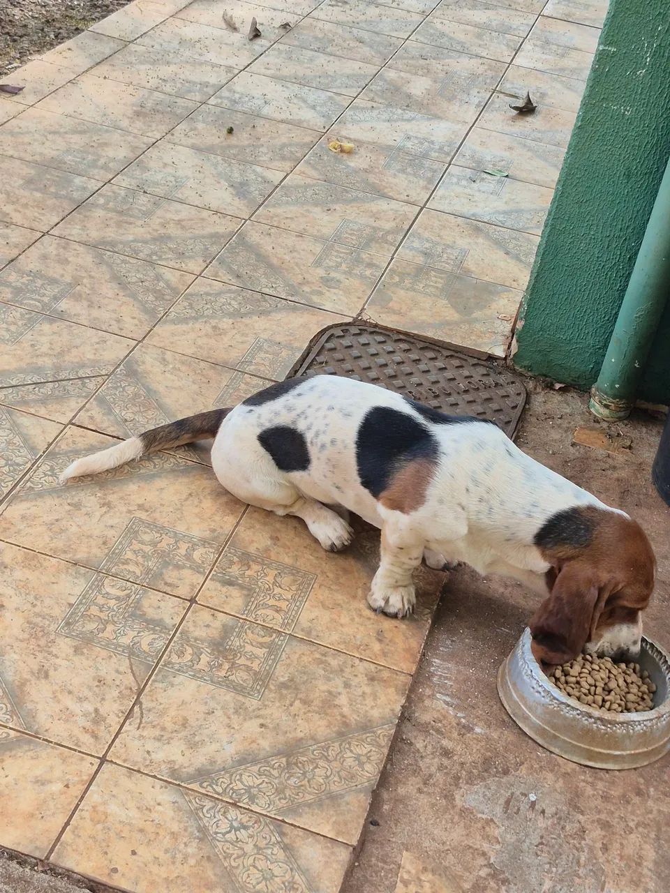 Basset Hound  - Foto 3