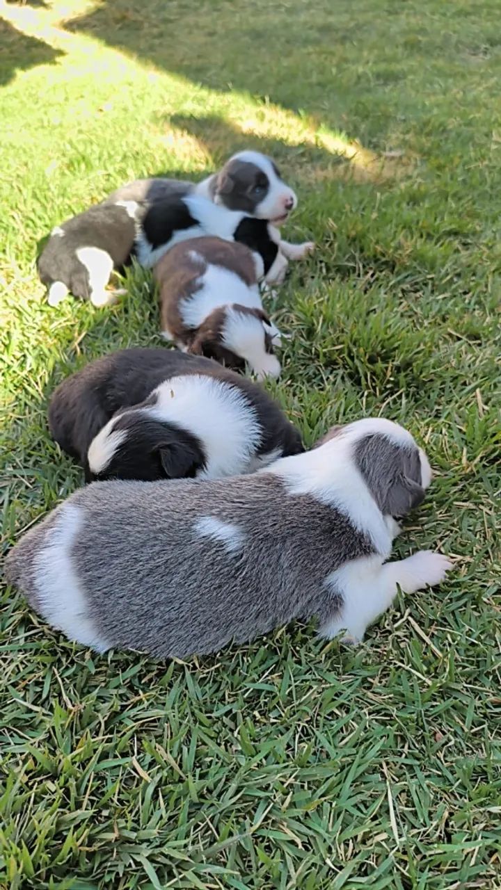 Border Collie  - Foto 5