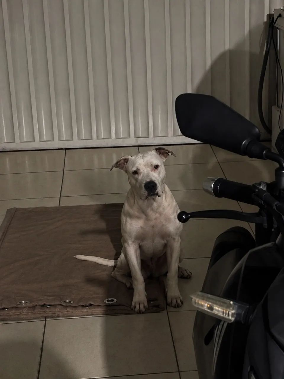 Doação pitbull muito dócil 