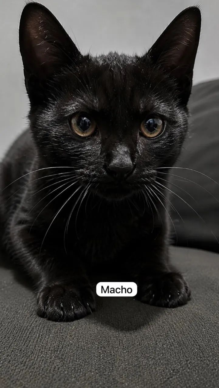Gatinhos filhotes  - Foto 3