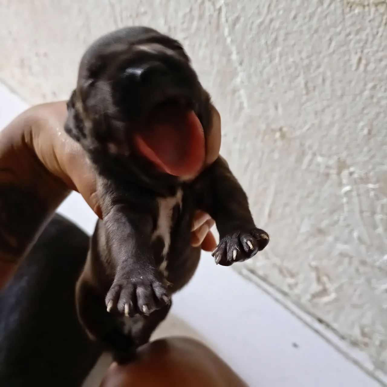 Filhotes Pitbull  - Foto 5