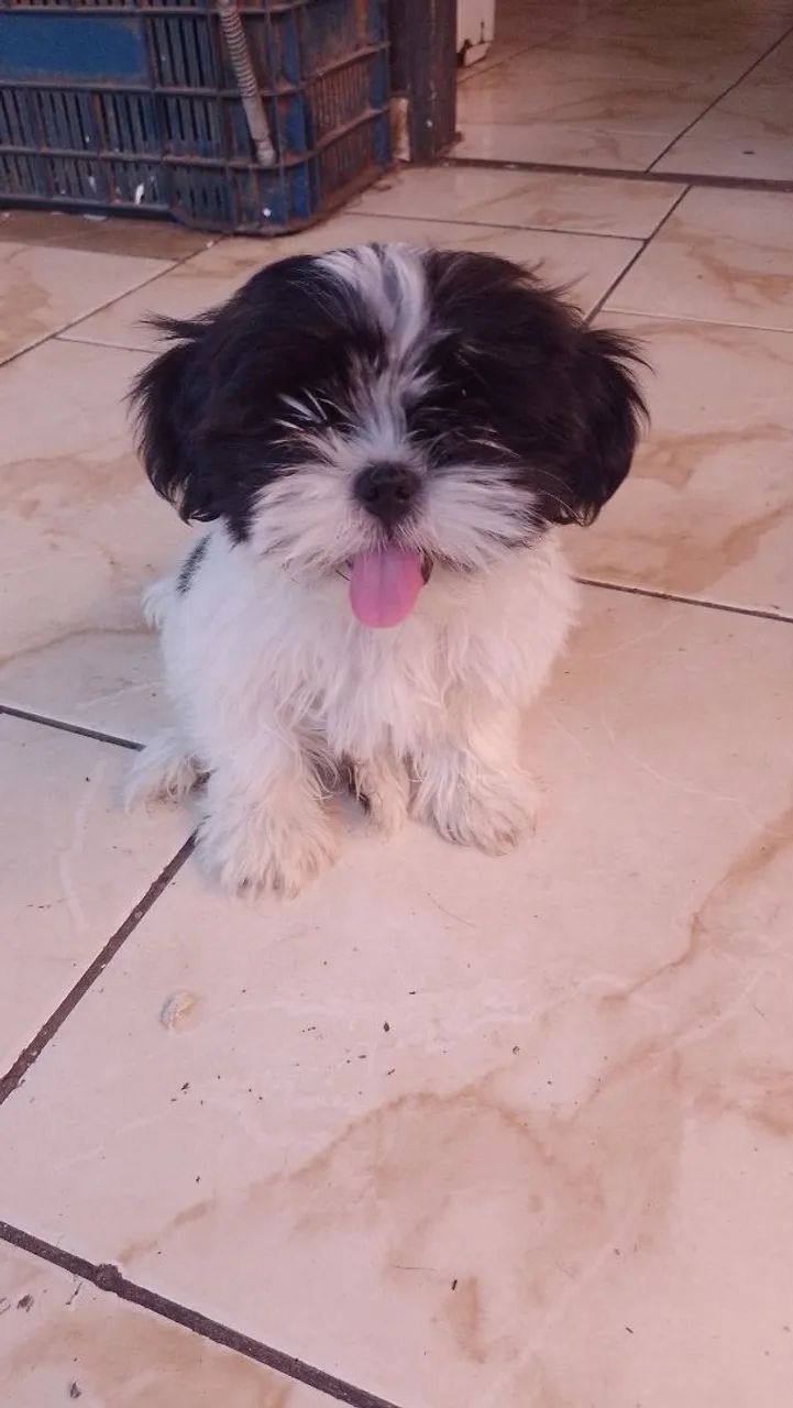 Vendo shih Tzu