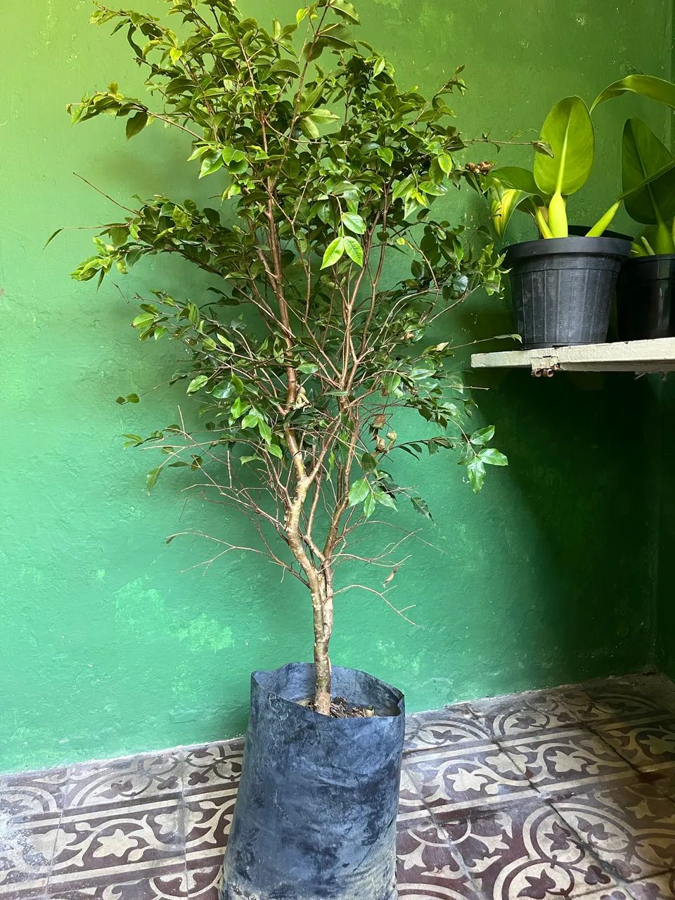 Jaboticaba florando  - Foto 2