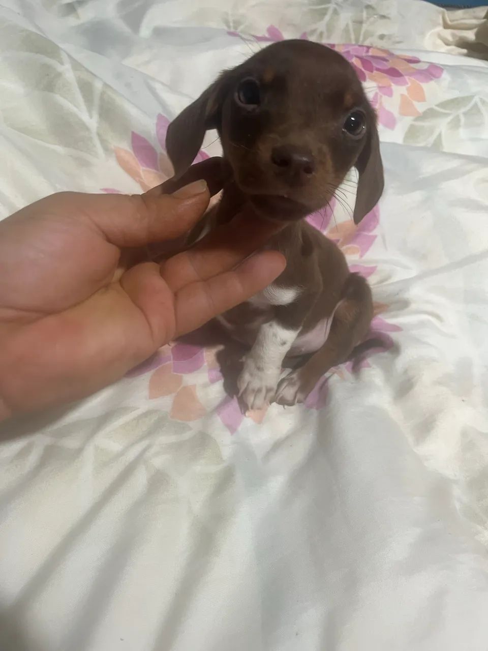 Cofap para venda  - Foto 4