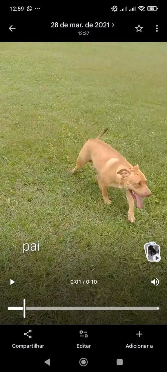 Filhotes de Pit Bull  - Foto 2