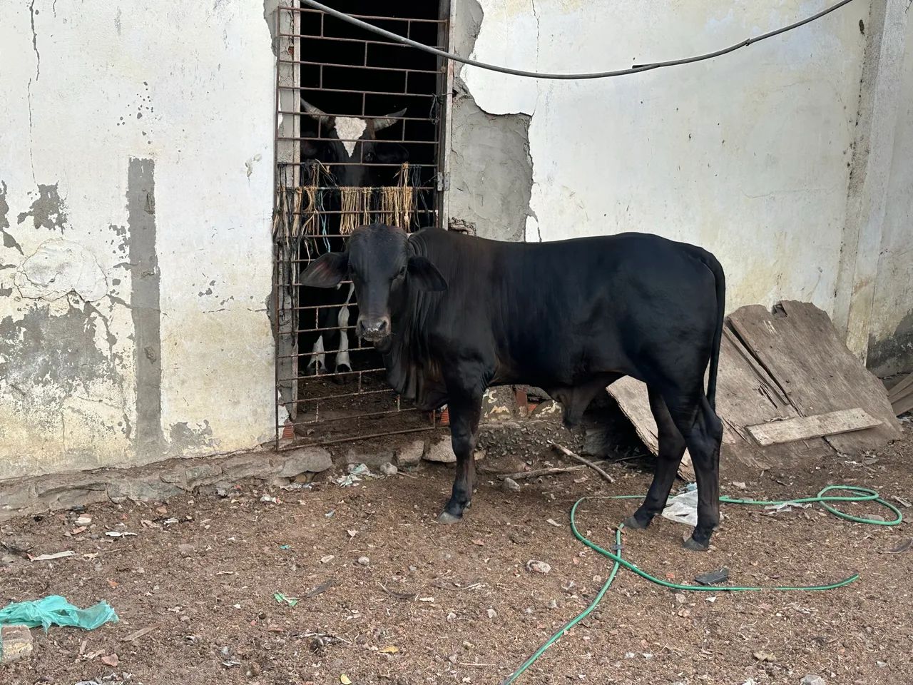 Garrote a venda  - Foto 4