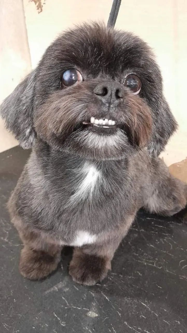 Banho e tosa a domicílio pupyyy 