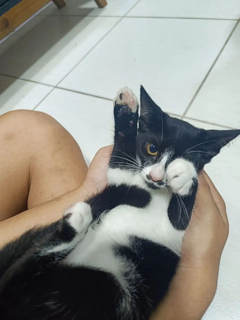 GATINHA FÊMEA FILHOTE DE 4 MESES PARA DOAÇÃO  - Foto 5