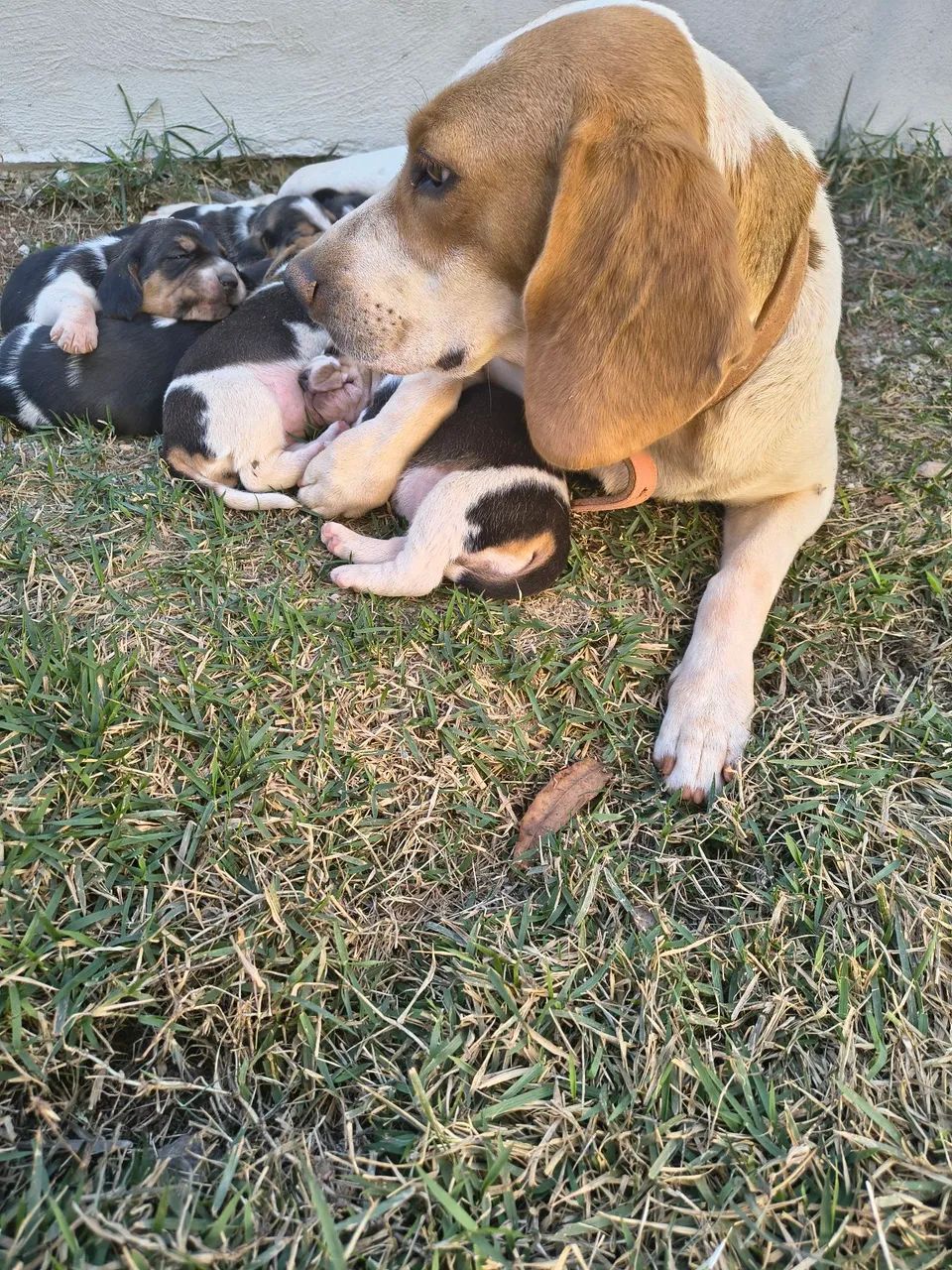 FILHOTES DE BEAGLE  - Foto 3