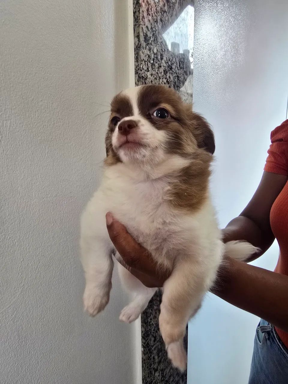 Chihuahua  macho  - Foto 2