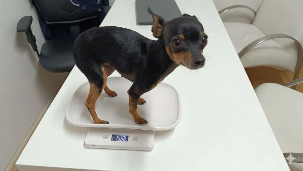 Pinscher fêmea jovem  - Foto 2