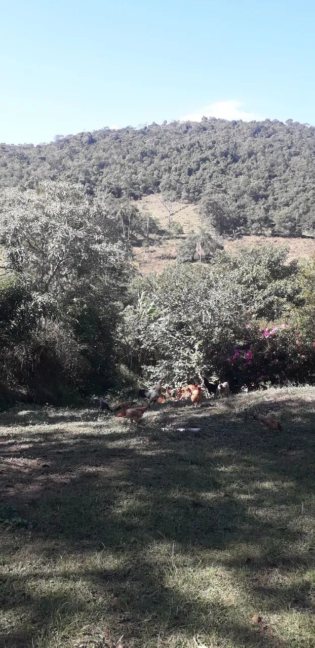 Sítio com rio de água potável  - Foto 4