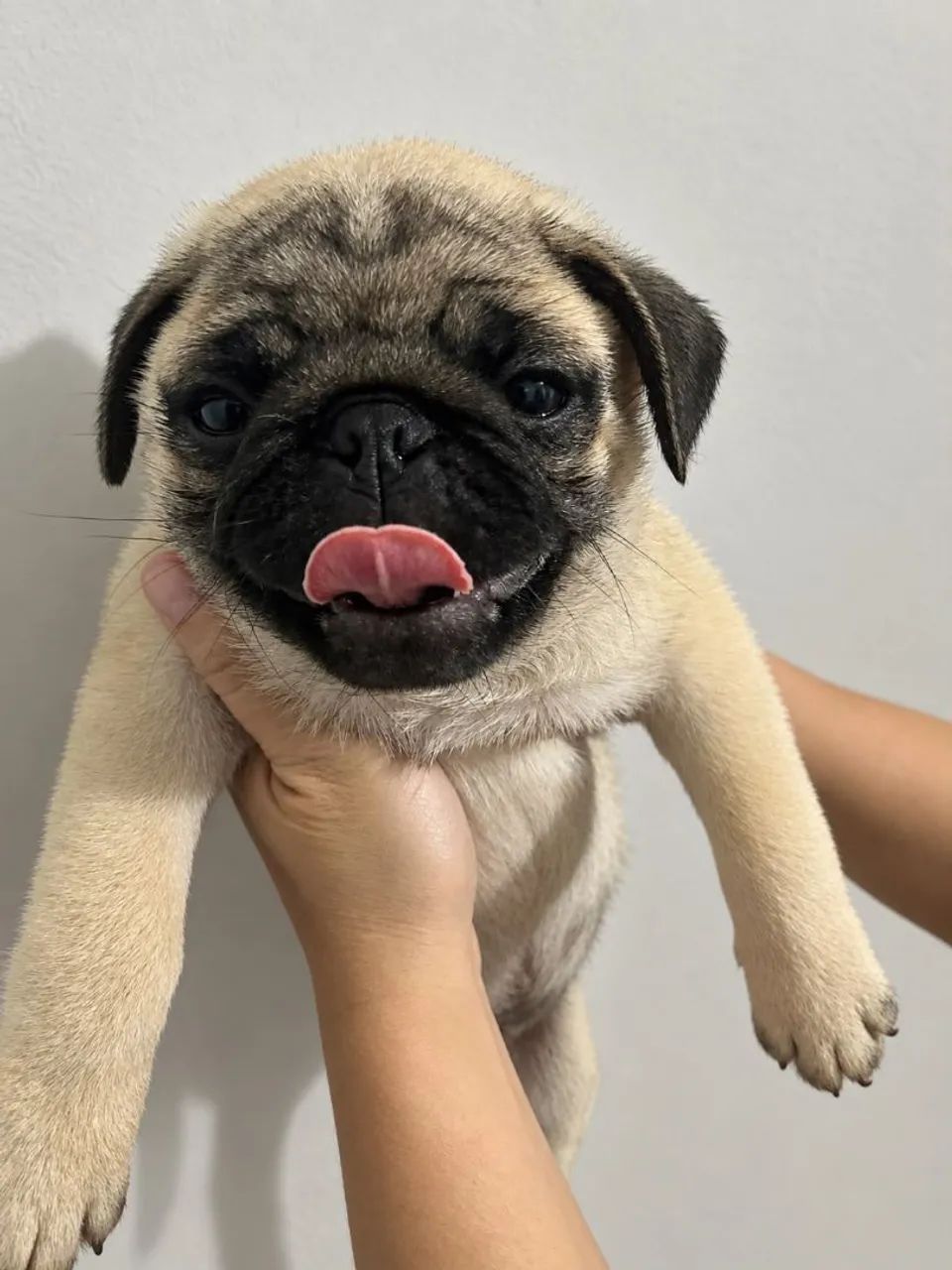 Pug Macho filhotes 