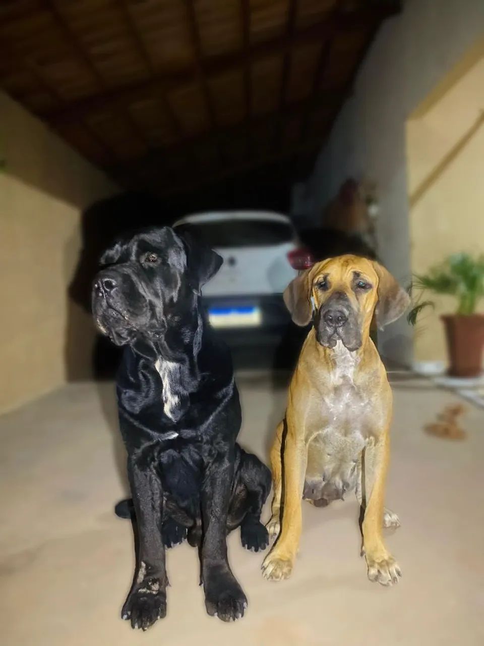 Filhotes de Cane Corso x Fila Brasileiro OFB
