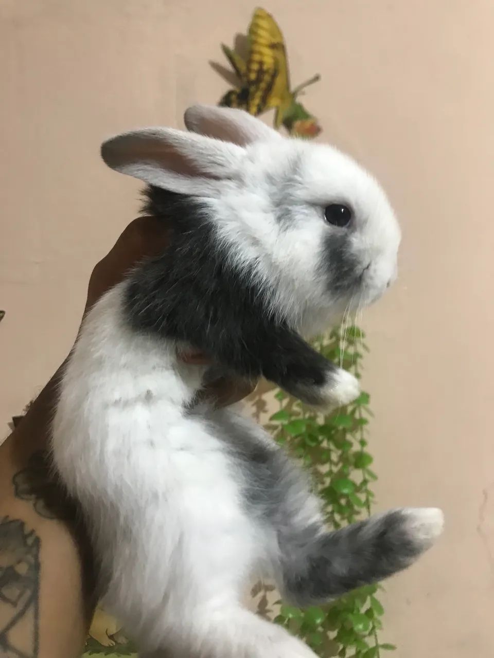 Coelho Mini lop uruguaio super dócil  - Foto 4