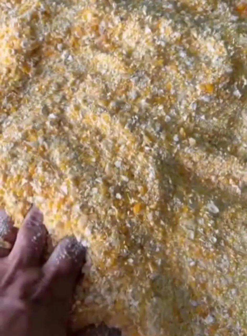 Milho em Grãos Safra Nova,Quirela de Milho(xérem,Fubazão)Farelo de Soja Direto do Produtor - Foto 2